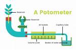 What Does a Potometer Do?