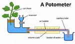 What Does a Potometer Measure?