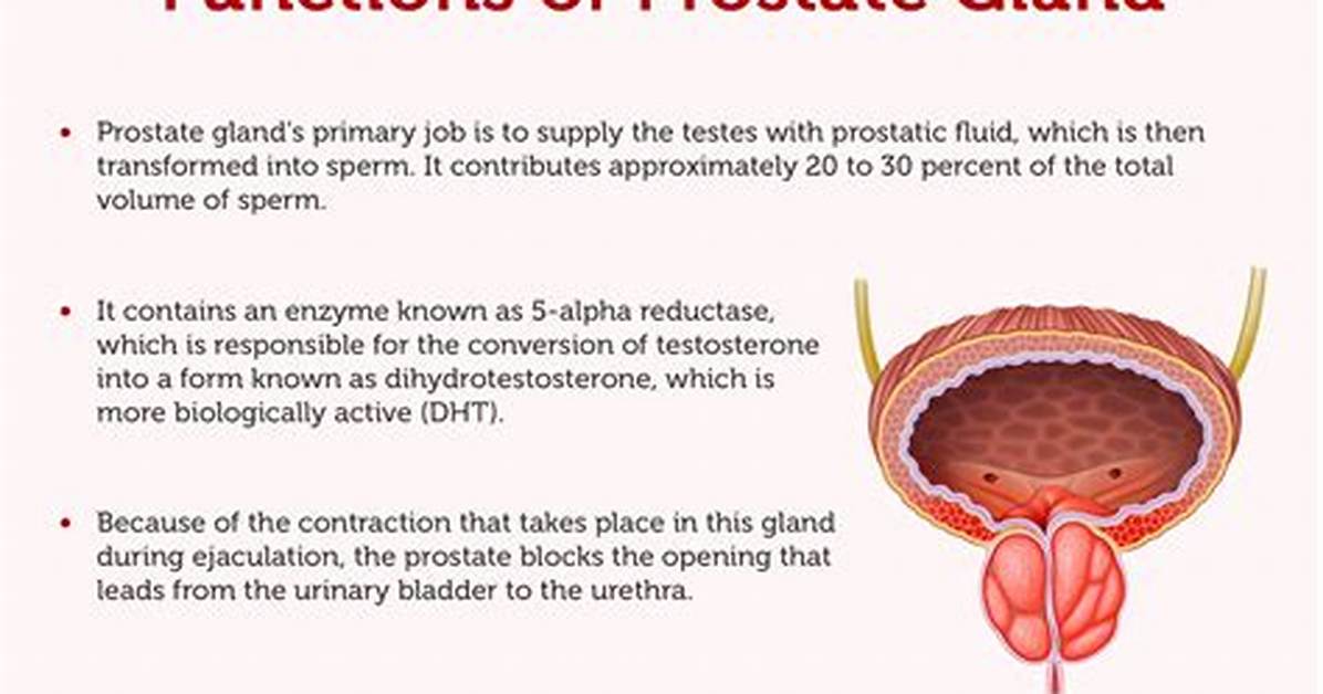 What Does a Prostate Do?