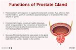 What Does a Prostate Do?