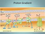 What Does a Proton Gradient Do