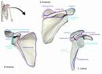 What Does a Scapular Represent?
