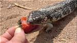 What Does a Shingleback Eat?