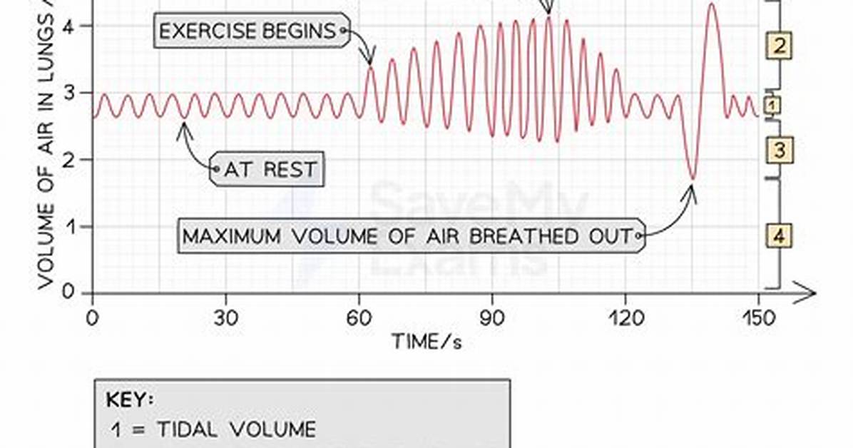 What Does a Spirometer Trace Show?