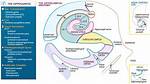 What Does a Subiculum Do?