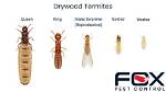 What Does a Termite Do?