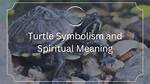 What Does a Turtle Symbolize