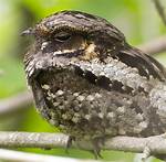 What Does a Whippoorwill