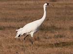 What Does a Whooping Crane Look Like?