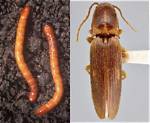 What Does a Wireworm Look Like?