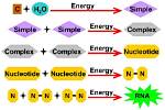 What Does Abiogenesis Mean?