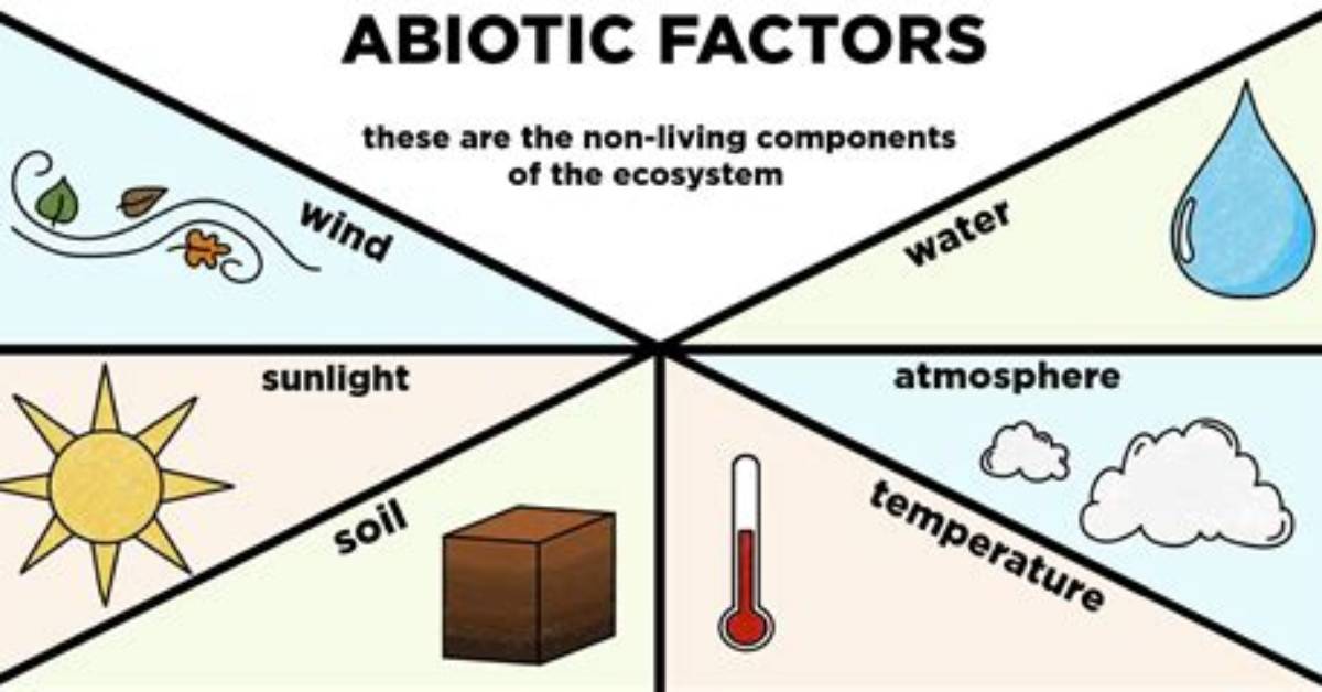 What Does Abiotic Mean Examples?