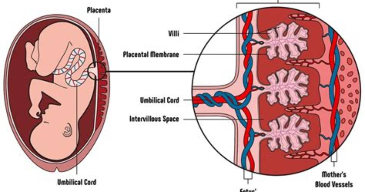 What Does Abnormal Placenta Mean?