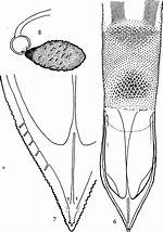 What Does Aculeus Mean?