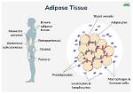 What Does Adiposity Mean