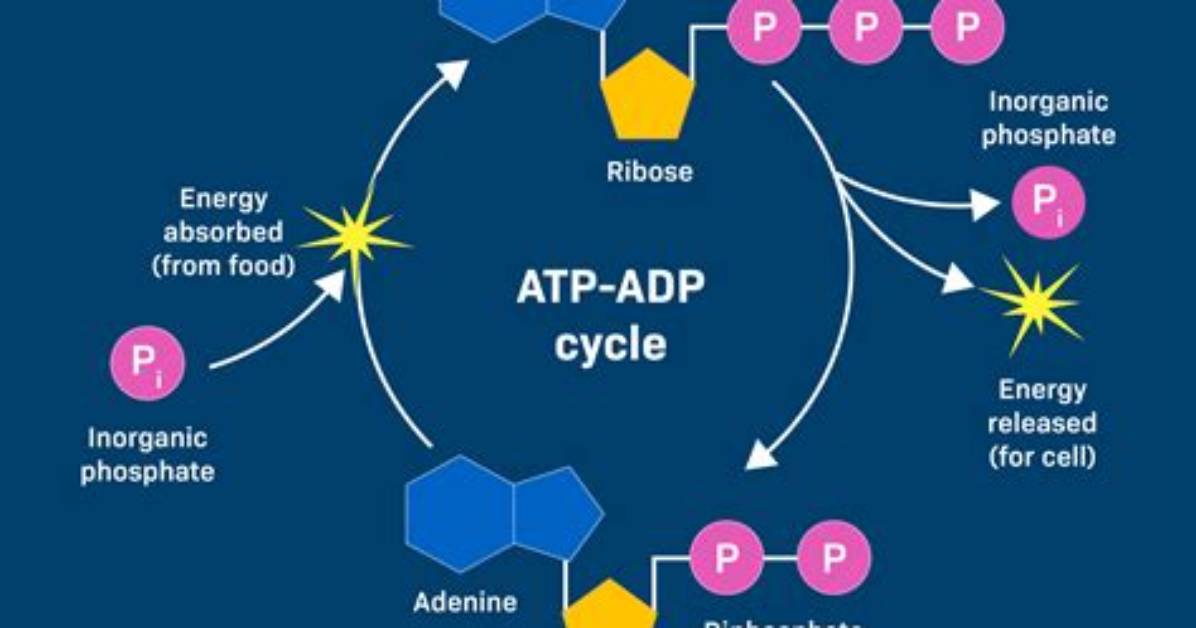 What Does Adp Do