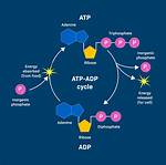 What Does Adp Do