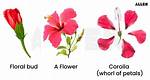 What Does Aestivation Mean?