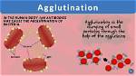 What Does Agglutination Indicate?