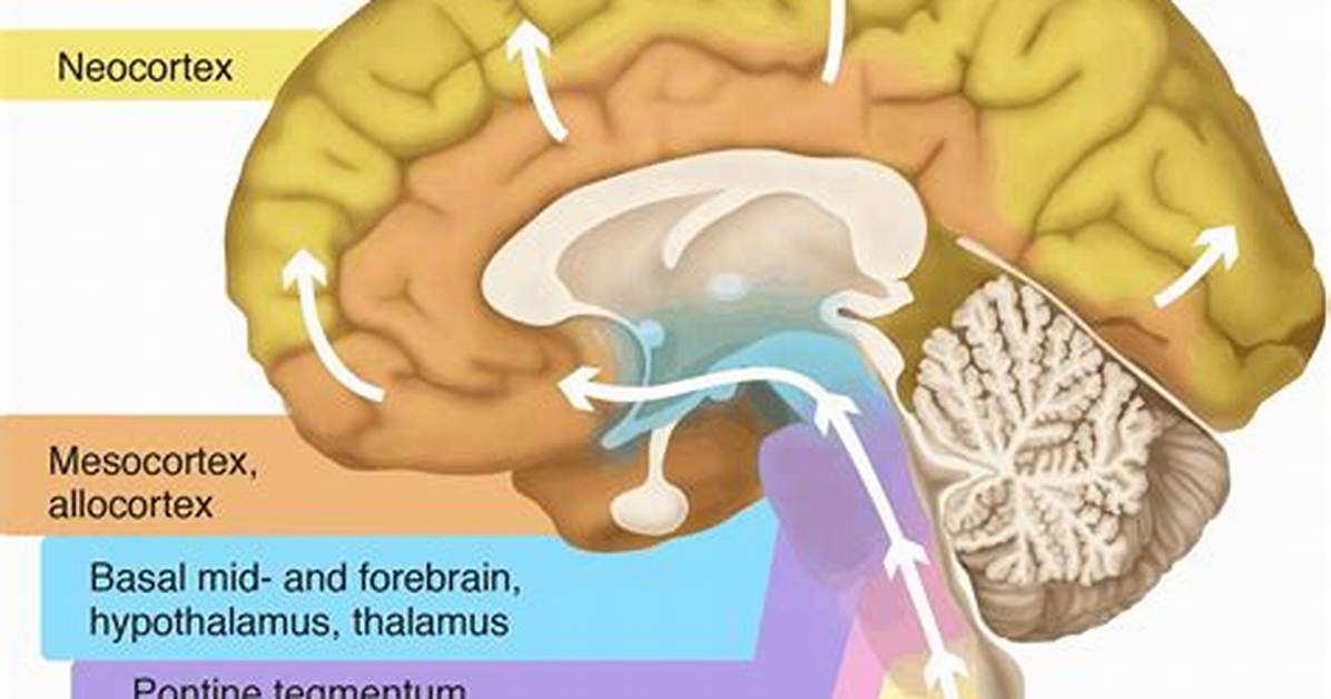 What Does Allocortex Mean