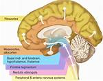 What Does Allocortex Mean