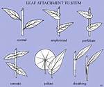 What Does Amplexicaul Meaning?
