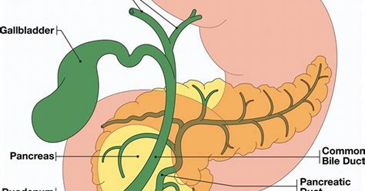 What Does Ampulla Mean?