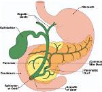 What Does Ampulla Mean?
