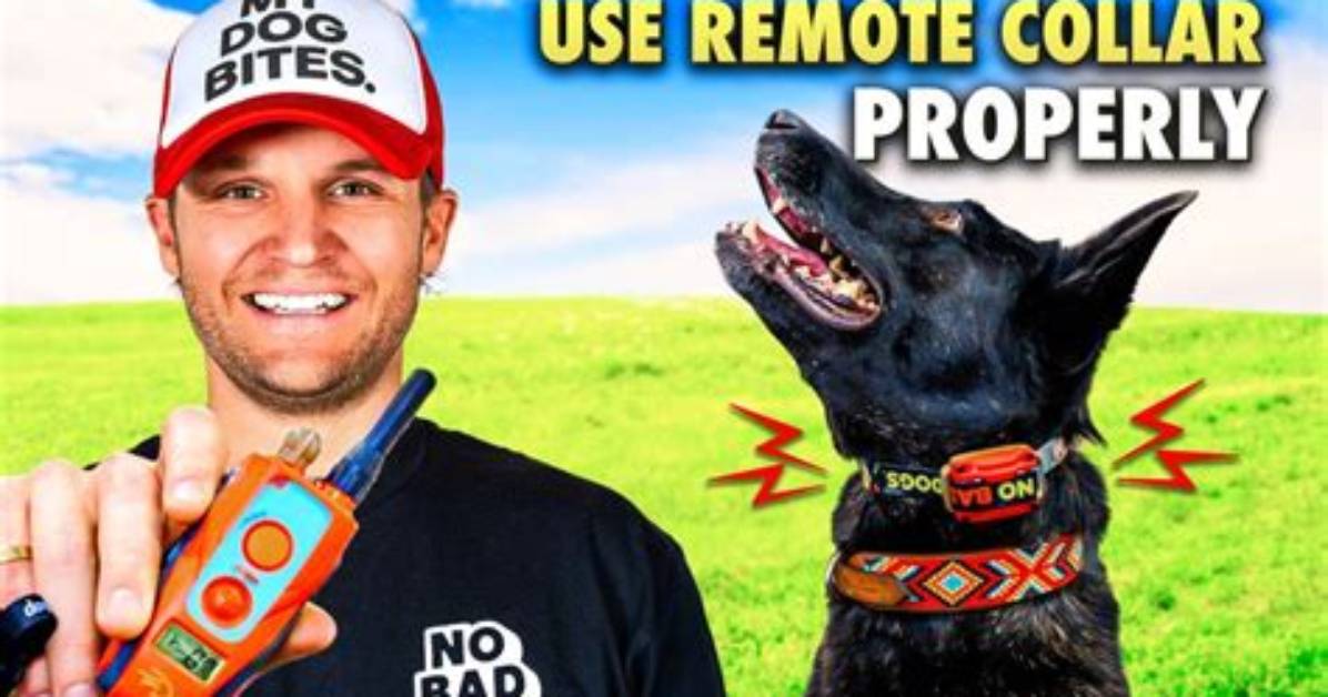 What Does an E-Collar Do