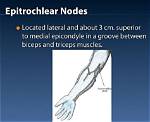 What Does an Enlarged Epitrochlear Lymph Node Mean