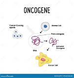 What Does an Oncogene Do