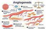 What Does Angiogenesis Do?