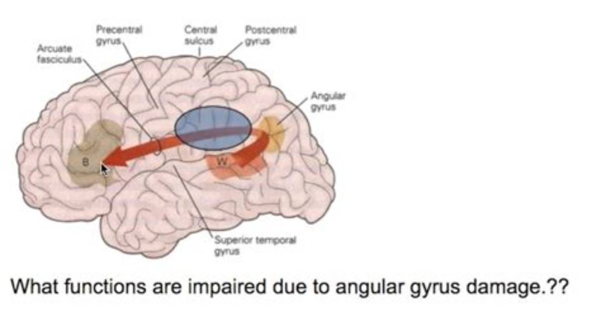 What Does Angular Gyrus Do?