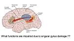 What Does Angular Gyrus Do?
