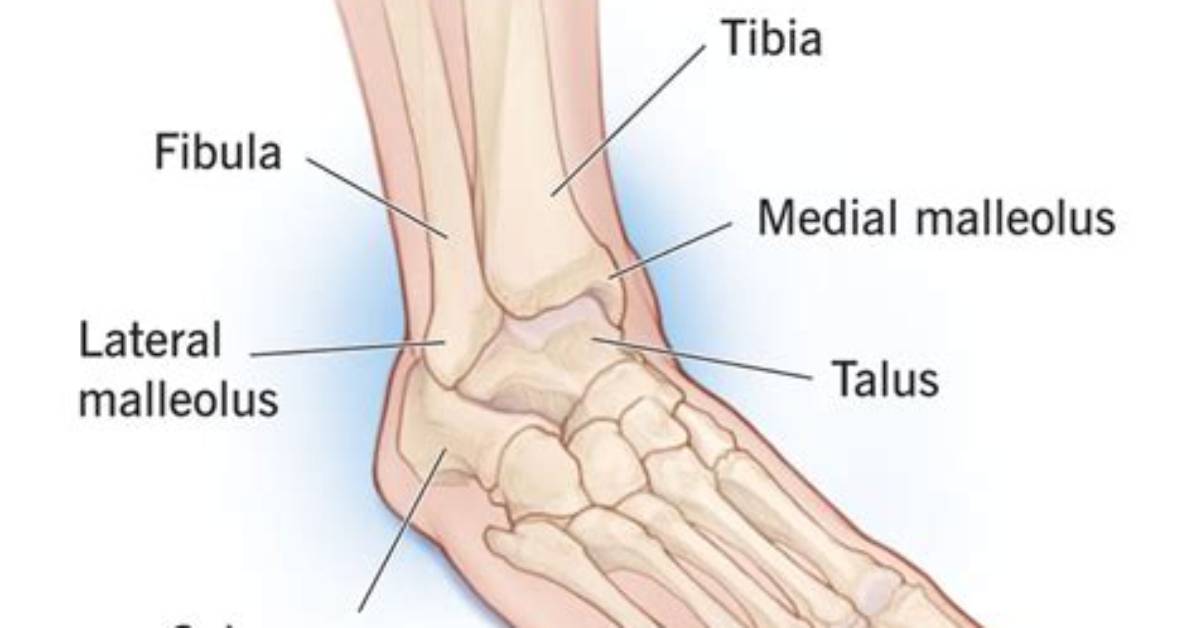 What Does Anklebone Mean?