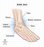 What Does Anklebone Mean?