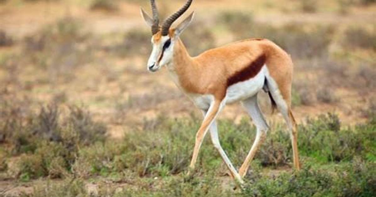 What Does Antelope Mean?