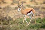 What Does Antelope Mean?