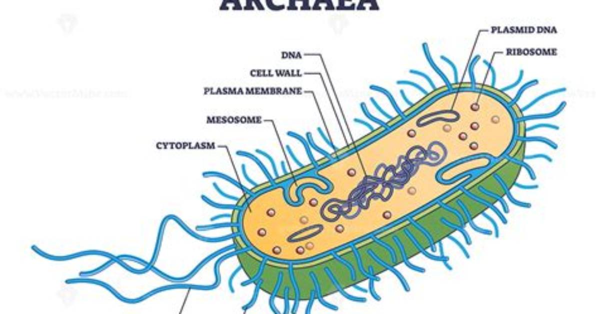 What Does Archaea Mean?