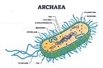 What Does Archaea Mean?