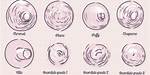 What Does Areolas Mean?