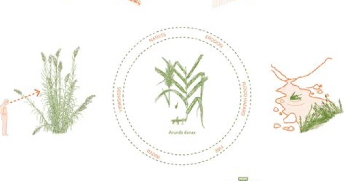 What Does Arundo Mean?