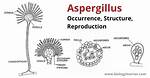 What Does Aspergillus Mean?