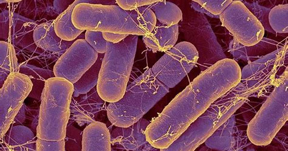 What Does Bacteroides Cause