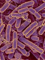 What Does Bacteroides Cause