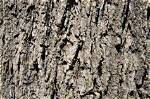 What Does Bark Bark Mean?