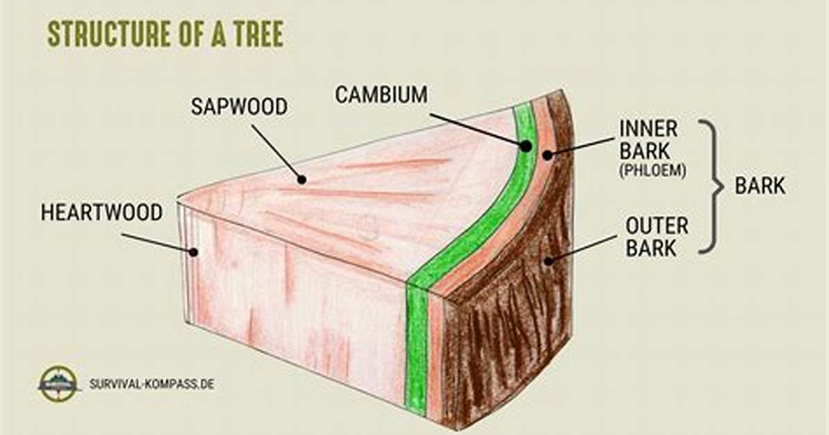 What Does Bark Do for a Tree?