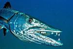 What Does Barracuda Mean?