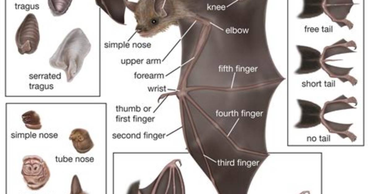 What Does Bats Do?