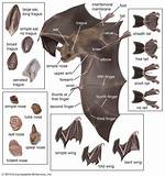 What Does Bats Do?